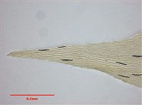 Aerobryopsis longissima Collection Image, Figure 9, Total 10 Figures